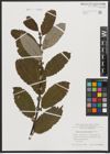 Foto von Salix appendiculata Vill.